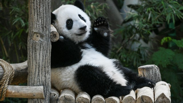 Seekor anak panda betina yang berumur satu tahun saat perayaan ulang tahun pertamanya di Kebun Binatang Malaysia, Kuala Lumpur. (Foto: AFP/MOHD RASFAN )