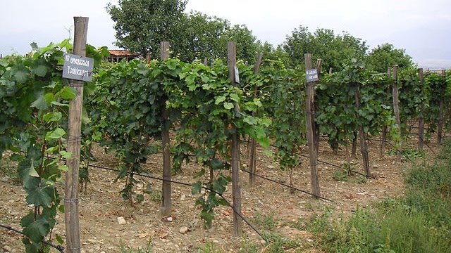 Ilustrasi kebun anggur Georgia. (Foto: Hans Peter Schaub via Wikimedia Commons)