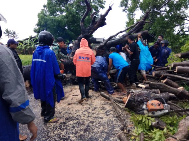 Hujan Deras di Klungkung, Pohon Tumbang Timpa Pengendara Sepeda Motor
