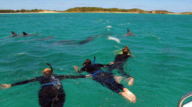 Berenang bersama lumba-lumba di Islands Marine Park. (Foto: Tourism Australia)