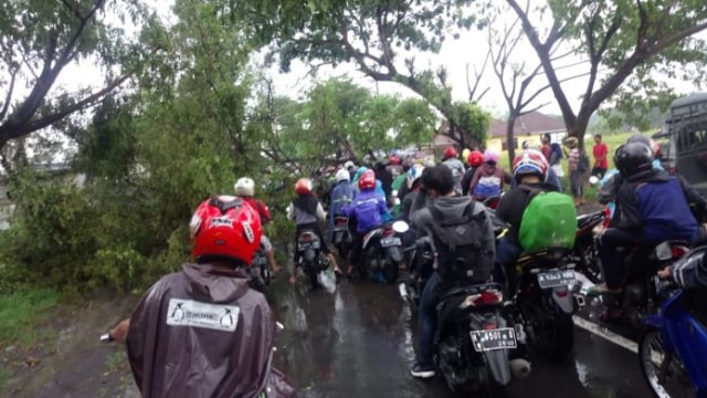 Banjir dan Pohon Tumbang Landa Wonorejo, Jalur Pasuruan-Malang Lumpuh