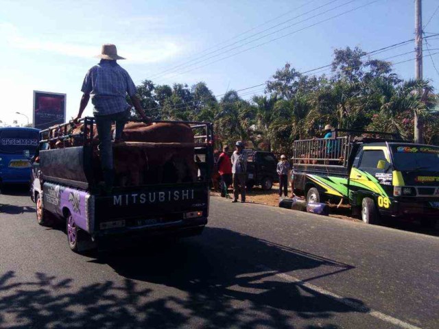 Empat Kecamatan di Pamekasan Diklaim jadi Sumber Bibit Asli Sapi Madura