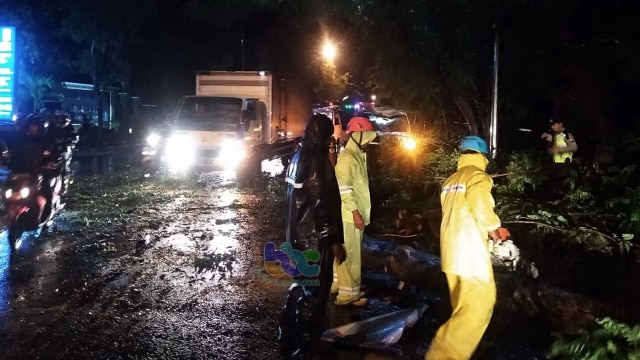 Pohon roboh di jalan raya Desa Sukowati Kecamatan Kapas Bojonegoro, Kamis (17/01/2019).