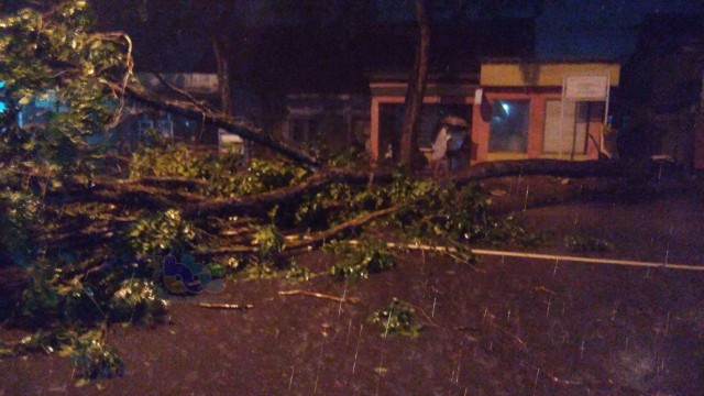 Pohon roboh di jalan Jalan Gajah Mada, Desa Sukorejo Kecamatan Bojonegoro Kota, Kamis (17/01/2019).