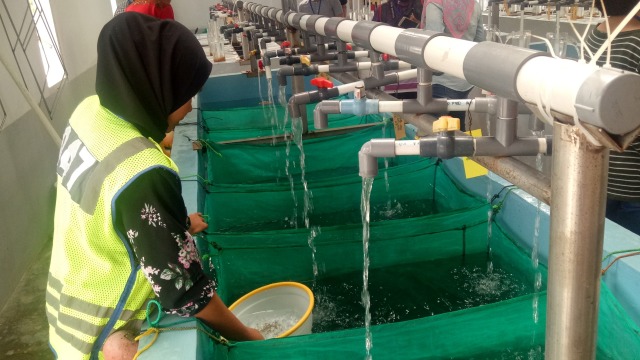 Pabrik anak usaha Japfa, Suri Tani Pemuka yang membudidayakan ikan nila di Danau Toba. (Foto: Resya Firmansyah/kumparan)