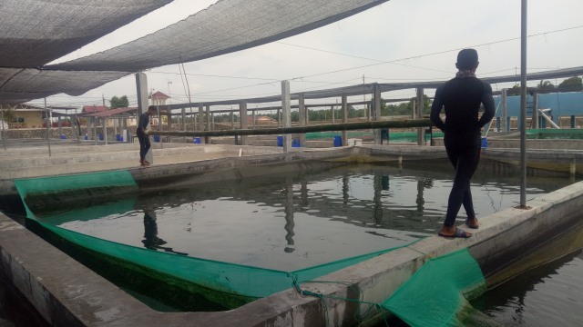 Pabrik anak usaha Japfa, Suri Tani Pemuka yang membudidayakan ikan nila di Danau Toba. (Foto: Resya Firmansyah/kumparan)