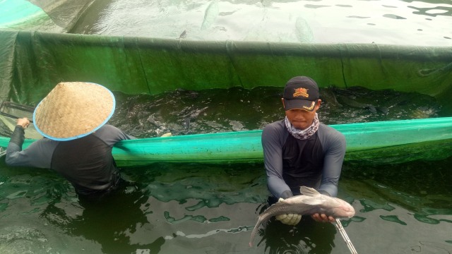 Pabrik anak usaha Japfa, Suri Tani Pemuka yang membudidayakan ikan nila di Danau Toba. (Foto: Resya Firmansyah/kumparan)