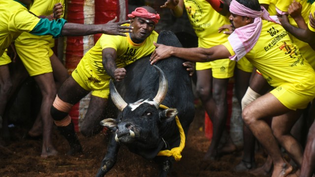 Para peserta mencoba mengendalikan seekor banteng di acara gulat banteng tahunan 'Jallikattu' di desa Allanganallur. (Foto: AFP/Arun Sankar)