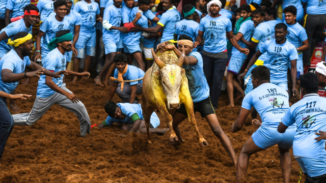 Para peserta mencoba mengendalikan seekor banteng di acara gulat banteng tahunan 'Jallikattu' di desa Allanganallur. (Foto: AFP/Arun Sankar)