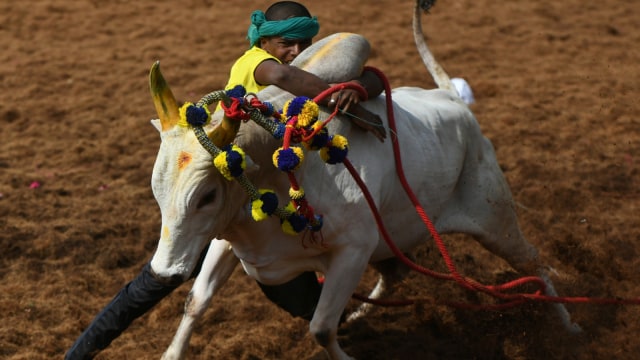 Seorang peserta India mencoba mengendalikan seekor lembu jantan di acara 'Jallikattu'. (Foto: AFP/Arun Sankar)