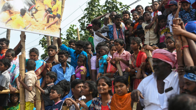 Para penonton menyaksikan acara tahunan festival 'Jallikattu', di India. (Foto: AFP/Arun Sankar)