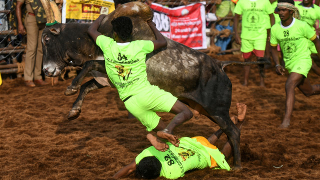 Seorang peserta mencoba mengendalikan seekor lembu jantan, sementara yang lain jatuh di bawahnya pada acara Jallikattu. (Foto: AFP/Arun Sankar)
