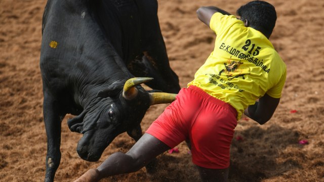 Seorang peserta India mencoba mengendalikan seekor lembu jantan di acara 'Jallikattu'. (Foto: AFP/Arun Sankar)