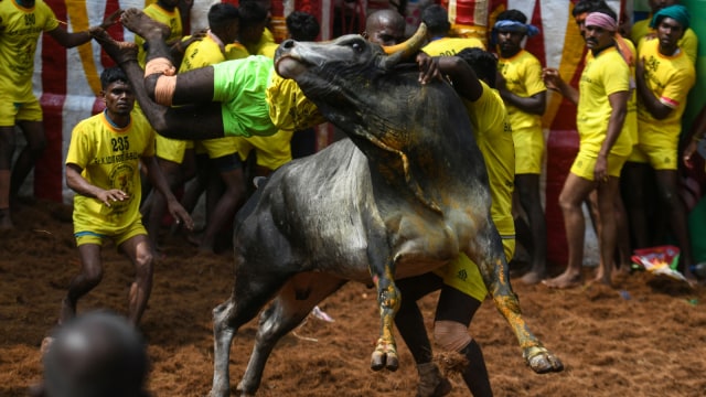 Seorang peserta India melompati seekor banteng ketika mencoba mengendalikannya di acara gulat banteng tahunan 'Jallikattu' di desa Allanganallur. (Foto: AFP/Arun Sankar)