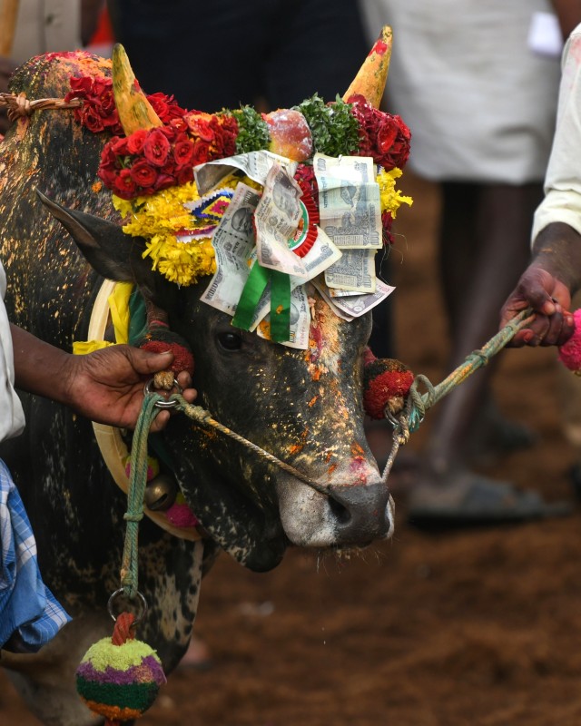 Para peserta festival mempersembahkan lembu jantan mereka di acara pementasan lembu tahunan 'Jallikattu'. (Foto: AFP/Arun Sankar)