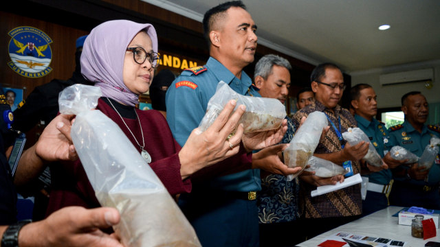 Sejumlah petugas menunjukkan benih lobster yang berhasil diamankan saat hendak diselundupkan dari Bandara Juanda, Sidoarjo, Jawa Timur, Jumat (18/1). Foto: Antara/Umarul Faruq