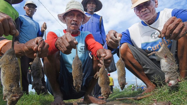 Petani memperlihatkan tikus yang berhasil ditangkap saat gropyokan tikus di Desa Kedungrejo, Kecamatan Pilangkenceng, Kabupaten Madiun. (Foto: Antara/Siswowidodo)