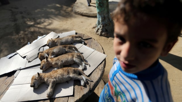 Mayat empat bayi singa bayi yang mati di kebun binatang di Jalur Gaza selatan. (Foto: REUTERS/Ibraheem Abu Mustafa)