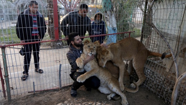 Seorang lelaki Palestina bermain dengan tiga singa, di kebun binatang Jalur Gaza selatan. (Foto: REUTERS/Ibraheem Abu Mustafa)