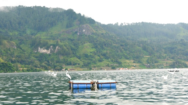 Keramba jaring apung di Danau Toba milik warga Haranggaol Horison, Simalungun. Foto: Resya Firmansyah/kumparan