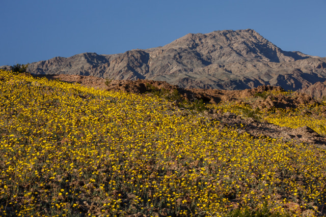 Bunga di Death Valley, California (Foto: Pixabay)
