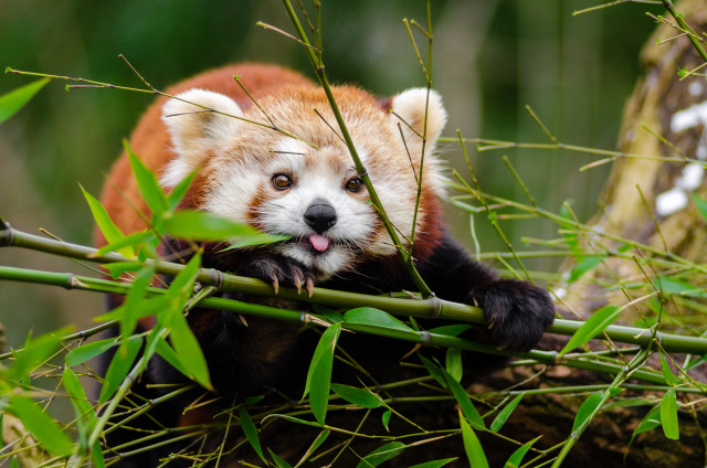 Ilustrasi Panda Merah  (Foto: Pixabay)