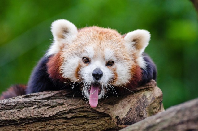 Ilustrasi Panda Merah (Foto: Pixabay)