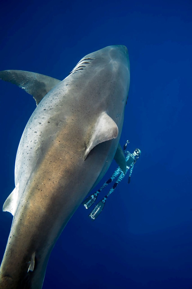 Ahli Biologi Laut, Ocean Ramsey (kanan), berenang bersama hiu putih 'Deep Blue' besar di Hawaii. (Foto: @JuanSharks/@OceanRamsey/Juan Oliphant/oneoceandiving.com via REUTERS)