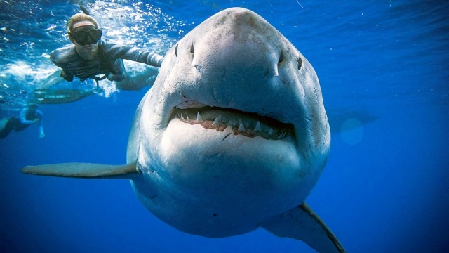 Ahli Biologi Laut, Ocean Ramsey (kiri), berenang bersama hiu putih 'Deep Blue' besar di Hawaii. (Foto: @JuanSharks/@OceanRamsey/Juan Oliphant/oneoceandiving.com via REUTERS)