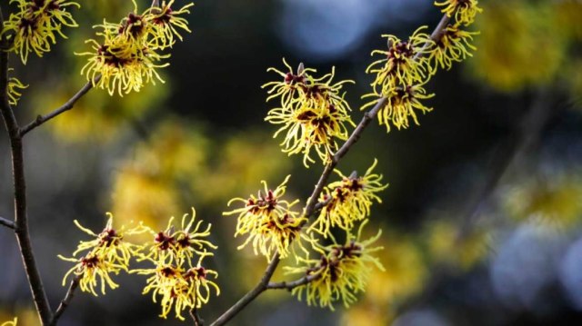 yuk-ketahui-apa-itu-witch-hazel-dan-manfaatnya-untuk-kulit-kita