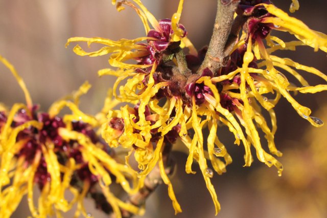 yuk-ketahui-apa-itu-witch-hazel-dan-manfaatnya-untuk-kulit-kita