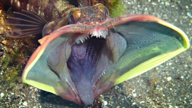 Ikan sarcastic fringehead saat membuka mulut. (Foto: Wikistudent348 via Wikimedia Commons)