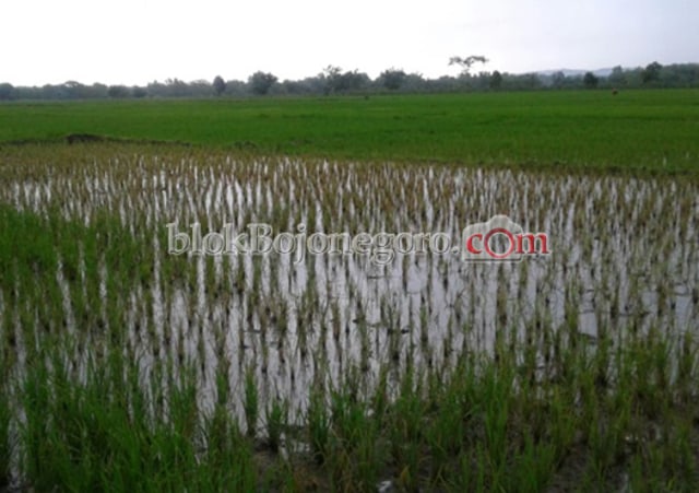 Mengendalikan Sundep dan Beluk di Musim Penghujan