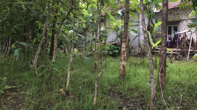 Tegalan atau Kebun Jati milik keluarga Hardi, warga Grobogan yang disebut Capres 02 bunuh diri karena terlilit hutang dan kelaparan. (Foto: Afiati Tsalitsati/Kumparan)