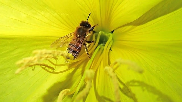Lebah sedang bertengger di bunga evening primrose. (Foto: Buntysmum via Pixabay)