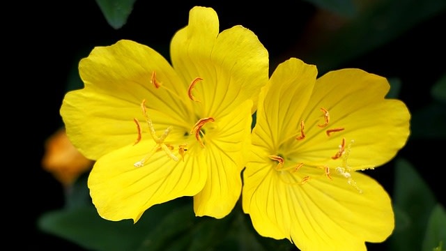 Kelopak bunga berfungsi jadi 'telinga' bagi tumbuhan. (Foto: manseok via Pixabay)