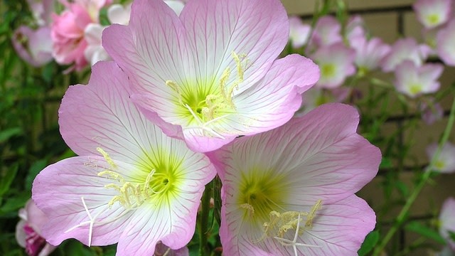Bunga evening primrose pink. (Foto: Buntysmum via Pixabay)