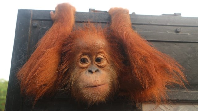 Orangutan Sapto menonjolkan kepalanya dari kandang saat hendak di rehabilitasi ke SOCP. (Foto: Rahmat Utomo/kumparan)