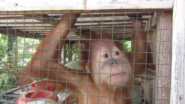 Orangutan Sapto  saat berada di kandang ayam. (Foto: Dok. Istimewa)