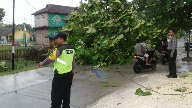 Petugas sedang melakukan pemotorngan pohon tumbang di Desa Sidorejo Kecamatan Kedungadem,  Rabu (23/01/2019) siang.