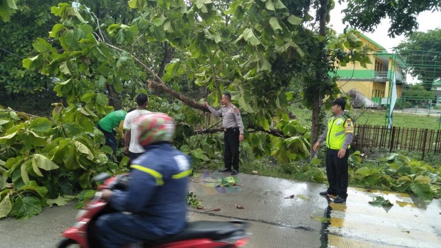 Sejumlah Pohon di Bojonegoro Roboh Diterjang Angin Kencang

 (1)