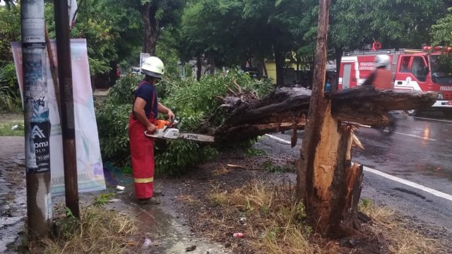 Petugas sedang melakukan pemotorngan pohon tumbang di pinggir jalan raya jurusan Bojonegoro - Babat, turut Desa Trojalu Kecamatan Baureno, Rabu (23/01/2019) siang.