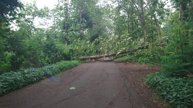 Pohon jati yang tumbang, di pinggir jalan poros kecamatan jurusan Dander-Bubulan, Rabu (23/01/2019) siang.