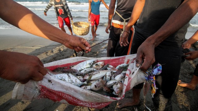 Sejumlah nelayan pukat tradisional memilah ikan hasil tangkapan di pesisir pantai Ujong Blang, Lhokseumawe, Aceh, Rabu (23/1).  (Foto: ANTARA FOTO/Rahmad)