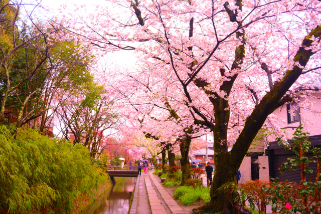 Sakura di Jalan Philosopher, Jepang. (Foto: Shutter Stock)