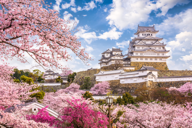 Hamparan sakura di Kastil Himeji, Jepang. Foto: Shutter Stock