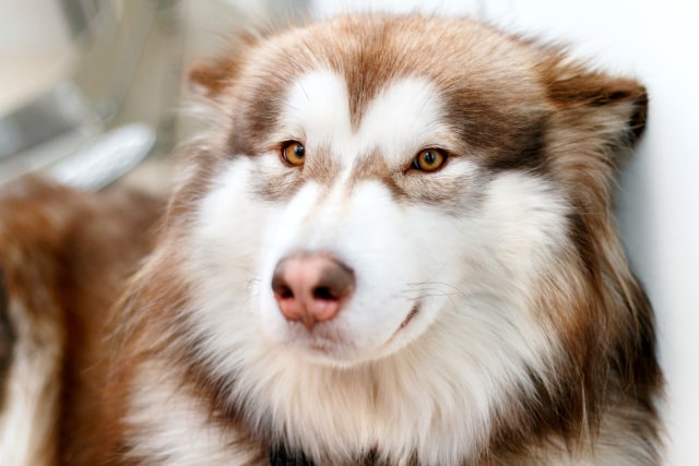Ilustrasi anjing Malamut Alaska (Foto: Shutterstock)