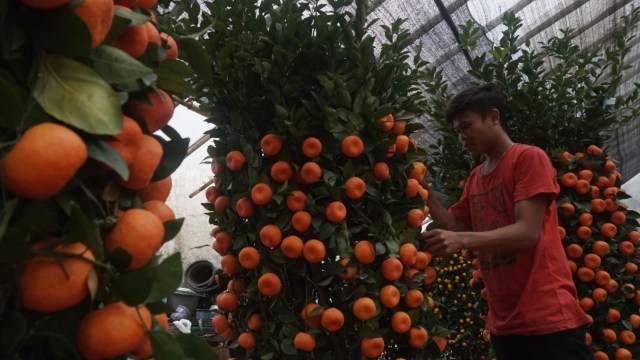 Seorang pekerja menata pohon jeruk kim kit atau yang biasa dikenal dengan jeruk imlek di kawasan Meruya, Jakarta, Minggu (27/1). (Foto: Fanny Kusumawardhani/kumparan)