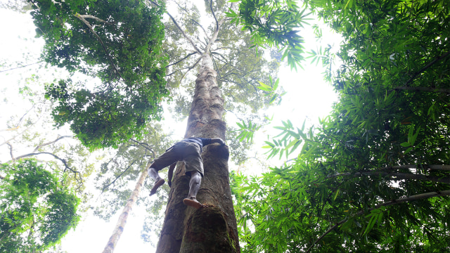 Warga menaiki pohon duren di kampung Gajeboh, Baduy, Lebak, Banten. (Foto: Aditia Noviansyah/kumparan)