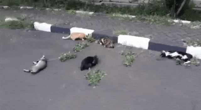 Tumbuhan Catnip Bisa Bikin Kucing Jadi ‘Giting’ (Foto: Twitter @iyamrenzia )